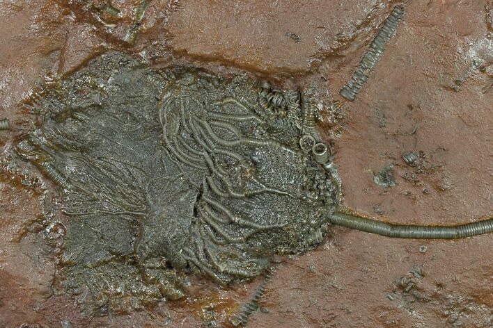Silurian Fossil Crinoid (Scyphocrinites) Plate - Morocco #134232